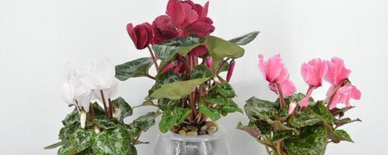 仙客来能用水扦插吗，通常是可以水插的