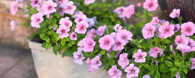 牵牛花如何养殖，将温度控制在18℃-23℃