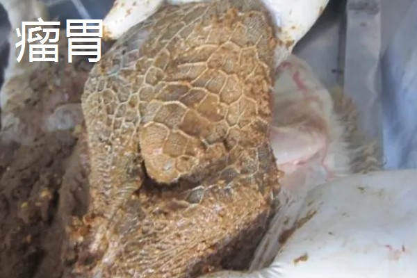 牛胃分别具备什么功能，不同的胃具有不同的功能