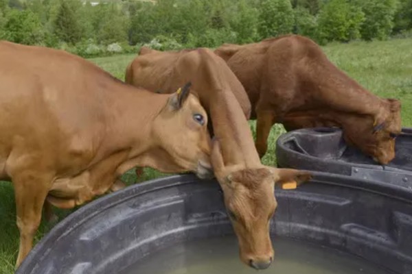 牛胃分别具备什么功能，不同的胃具有不同的功能
