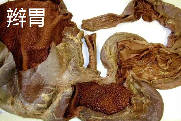 牛胃分别具备什么功能，不同的胃具有不同的功能