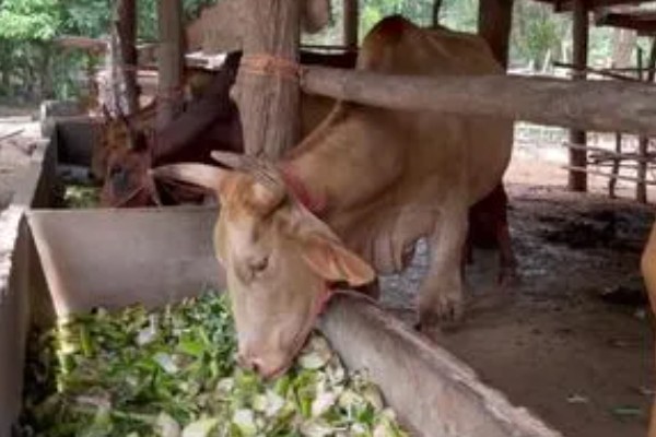 牛胃分别具备什么功能，不同的胃具有不同的功能