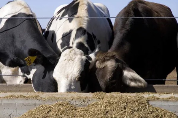 牛胃分别具备什么功能，不同的胃具有不同的功能