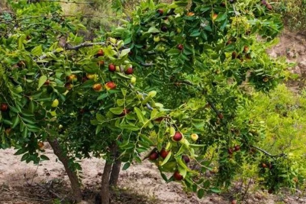 枣树的外观，树皮呈褐色或灰褐色