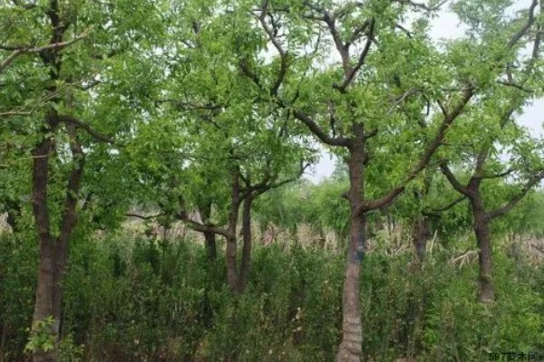 枣树的外观，树皮呈褐色或灰褐色