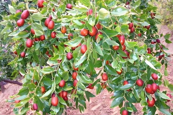 枣树的外观，树皮呈褐色或灰褐色