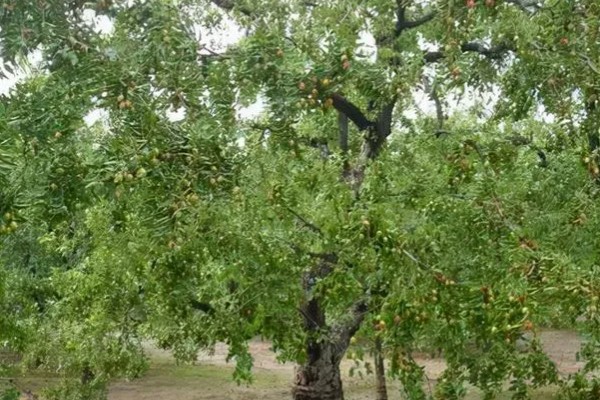 枣树的外观，树皮呈褐色或灰褐色