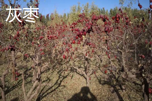 枣树的外观，树皮呈褐色或灰褐色