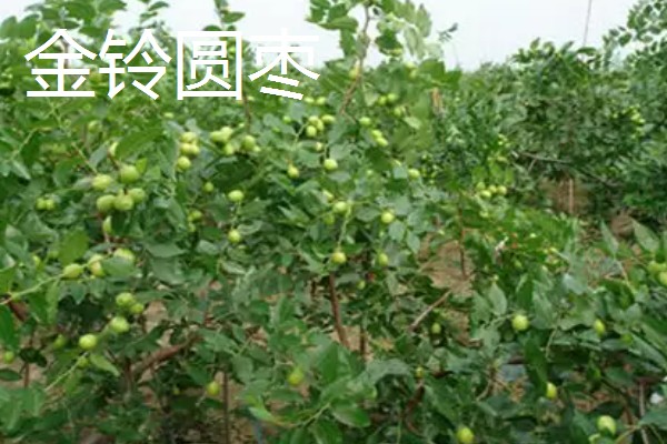 枣树的外观，树皮呈褐色或灰褐色