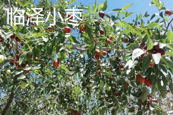 枣树的外观，树皮呈褐色或灰褐色