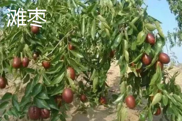 枣树的外观，树皮呈褐色或灰褐色