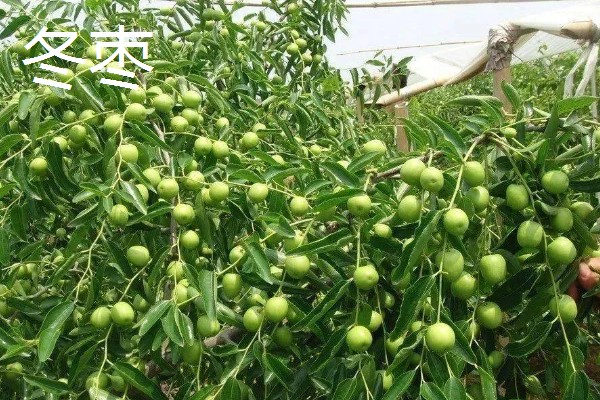 枣树的外观，树皮呈褐色或灰褐色