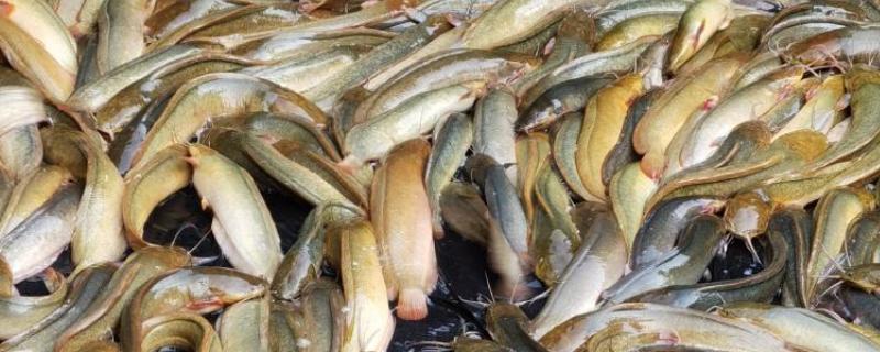 塘鲺如何养殖，水质的酸碱度在6.8-7.5之间