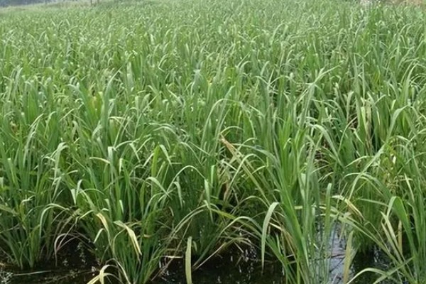 菰米怎么种植,定植后保持5厘米左右的浅水层