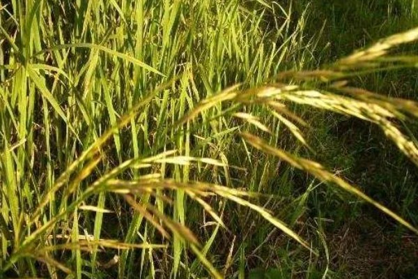 菰米怎么种植,定植后保持5厘米左右的浅水层