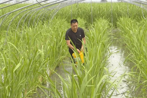 菰米怎么种植,定植后保持5厘米左右的浅水层
