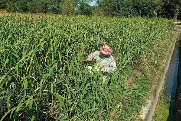 菰米怎么种植,定植后保持5厘米左右的浅水层