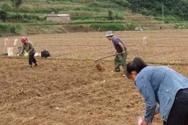 菰米怎么种植,定植后保持5厘米左右的浅水层