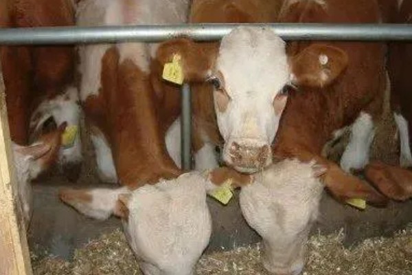 母牛打栏的征兆，会伴有低声哞叫