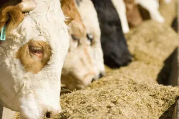 母牛打栏的征兆，会伴有低声哞叫