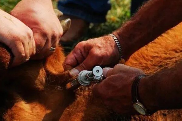 母牛打栏的征兆，会伴有低声哞叫