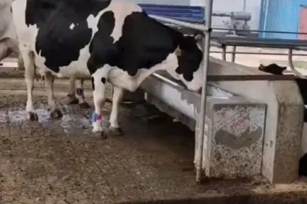 母牛打栏的征兆，会伴有低声哞叫