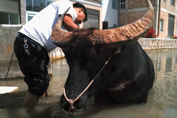 母牛打栏的征兆，会伴有低声哞叫