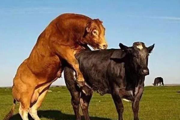 母牛打栏的征兆，会伴有低声哞叫