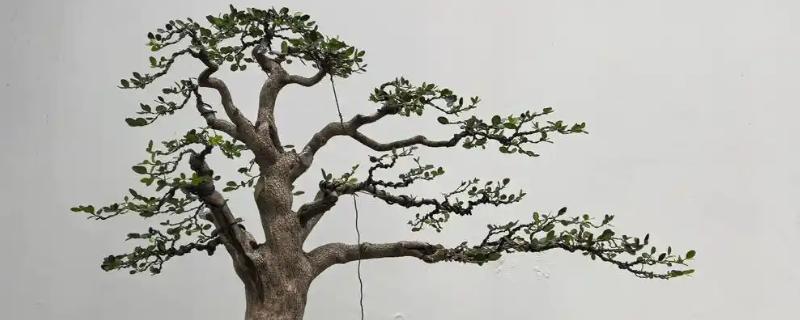 盆景的制作方法，在春秋两季进行