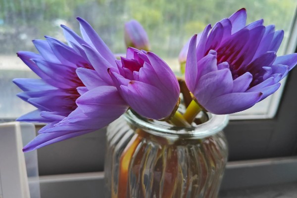 睡莲鲜切花不开花的原因，受光不足花苞就难以绽放