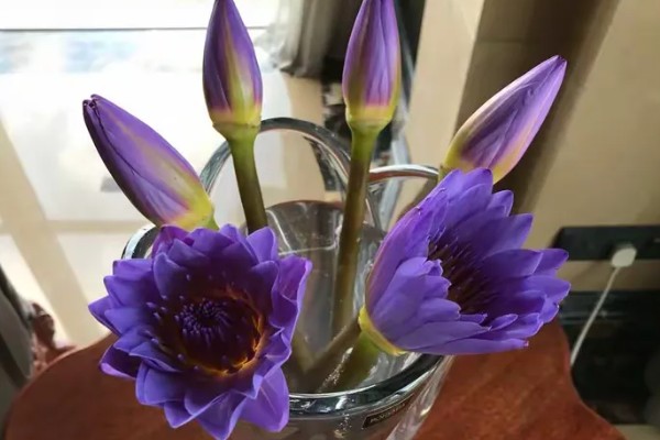 睡莲鲜切花不开花的原因，受光不足花苞就难以绽放