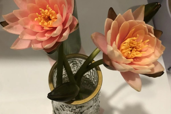 睡莲鲜切花不开花的原因，受光不足花苞就难以绽放