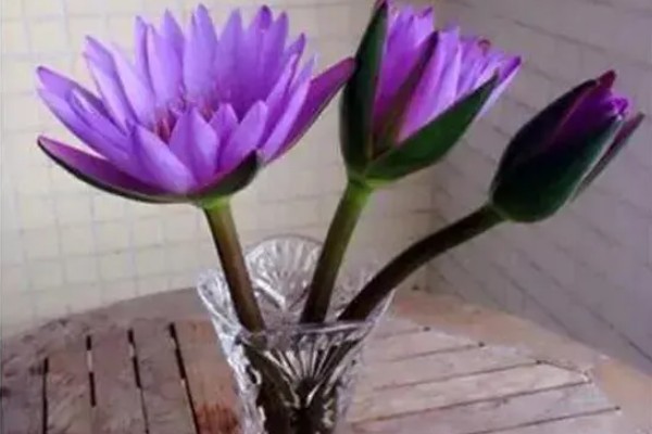 睡莲鲜切花不开花的原因，受光不足花苞就难以绽放