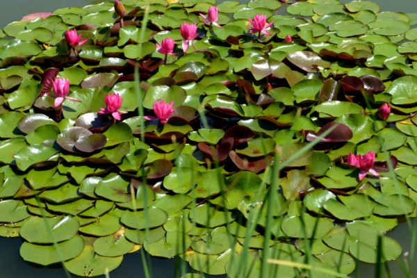 睡莲鲜切花不开花的原因，受光不足花苞就难以绽放