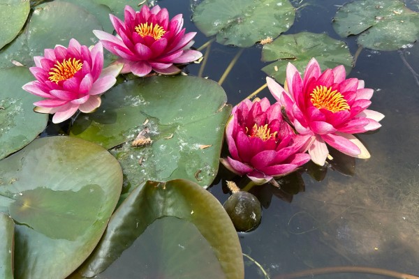 睡莲鲜切花不开花的原因，受光不足花苞就难以绽放