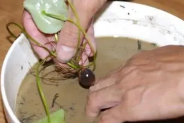 睡莲鲜切花不开花的原因，受光不足花苞就难以绽放