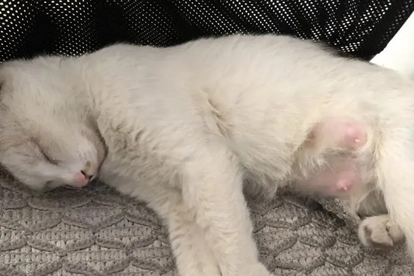 猫咪涨奶会不会死，猫咪涨奶不会死