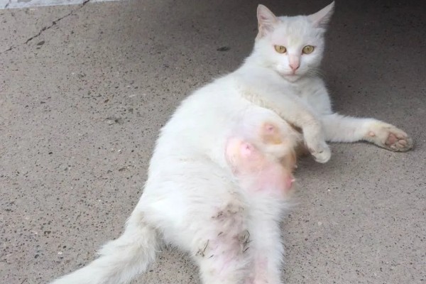 猫咪涨奶会不会死，猫咪涨奶不会死
