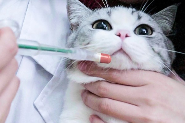 猫咪涨奶会不会死，猫咪涨奶不会死