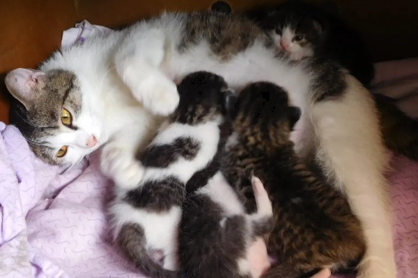 猫咪涨奶会不会死，猫咪涨奶不会死