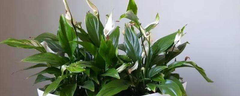 白掌烂根如何处理，剪除烂根换土重栽