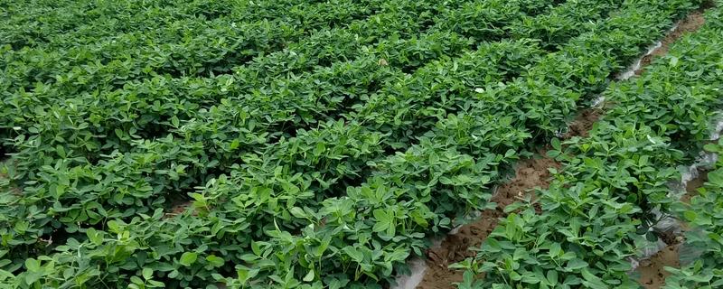土壤中有什么植物，有花生、土豆等