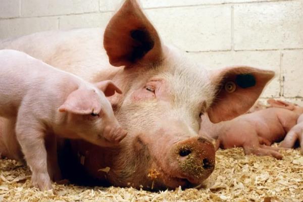 母猪冬天怕不怕冷，母猪冬季怕冷