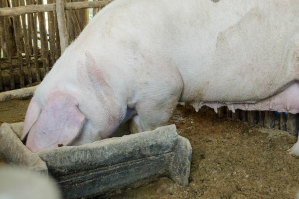 母猪冬天怕不怕冷，母猪冬季怕冷