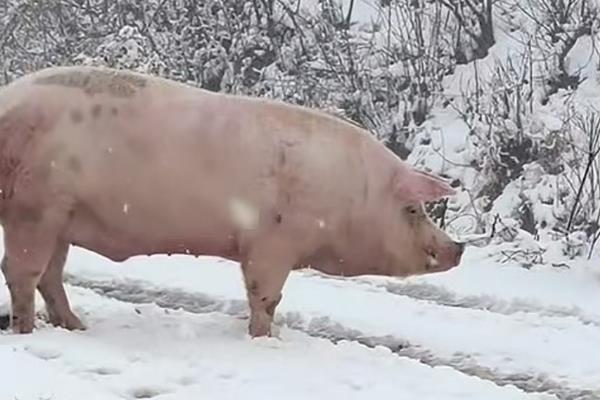 母猪冬天怕不怕冷，母猪冬季怕冷