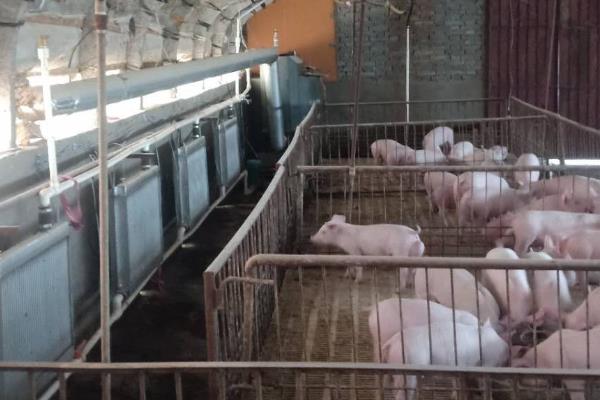 母猪冬天怕不怕冷，母猪冬季怕冷