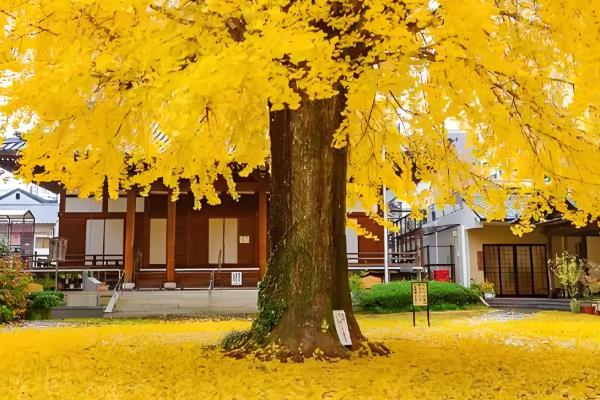 落叶处理的方法，最佳方法是收集到编织袋内