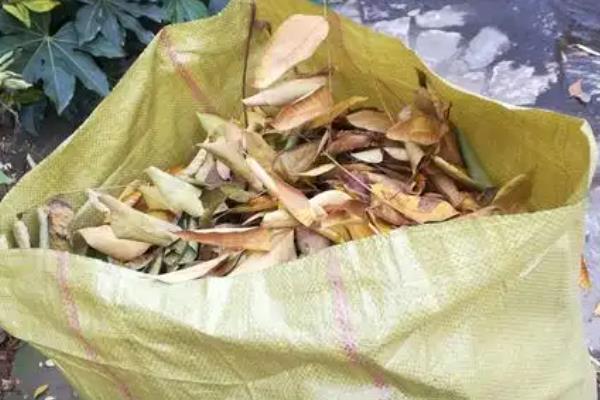 落叶处理的方法，最佳方法是收集到编织袋内