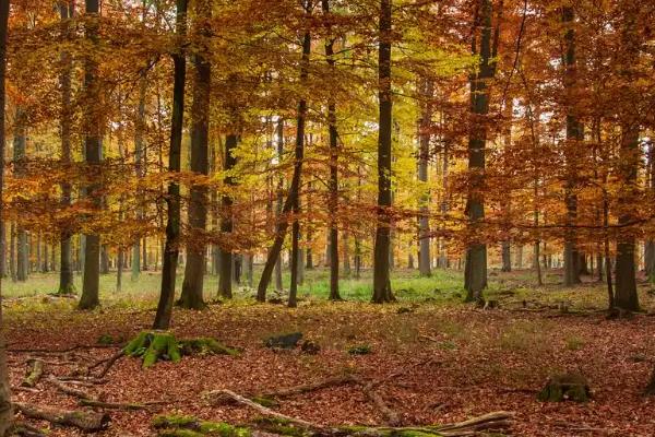 落叶处理的方法，最佳方法是收集到编织袋内