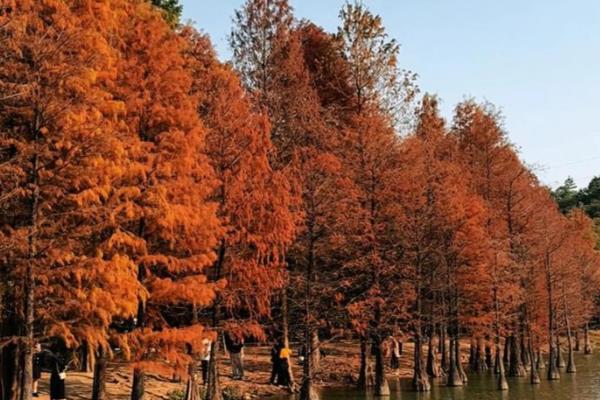 落叶处理的方法，最佳方法是收集到编织袋内